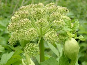 c16e6ef25de512aaecd7a4d9dac38447-angelica_erbaofficinale_1.jpg