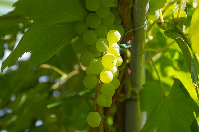 uva-grappolo