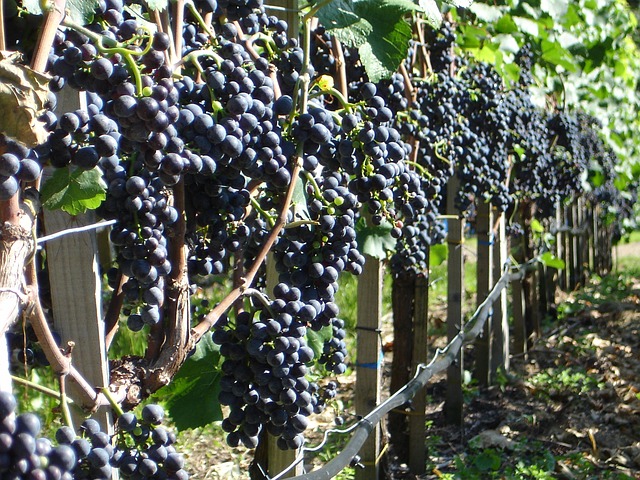uva-nera