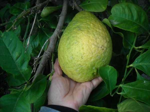 cedro