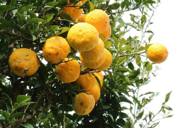 cedro