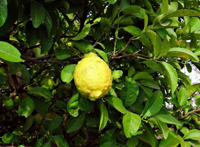 cedro-frutto-pianta