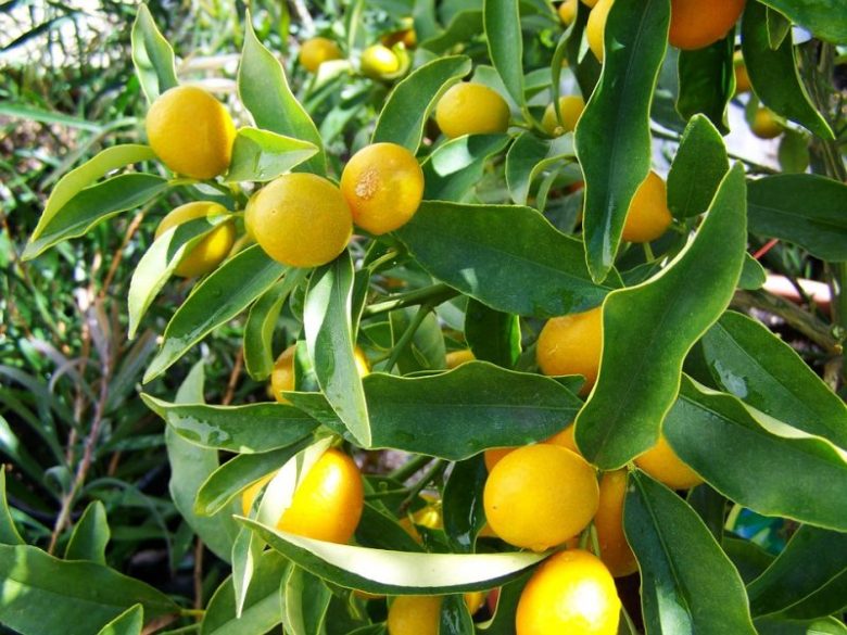 foto-cedro