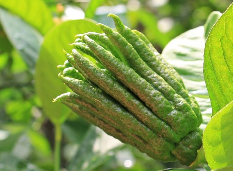 mano-di-budda-cedro