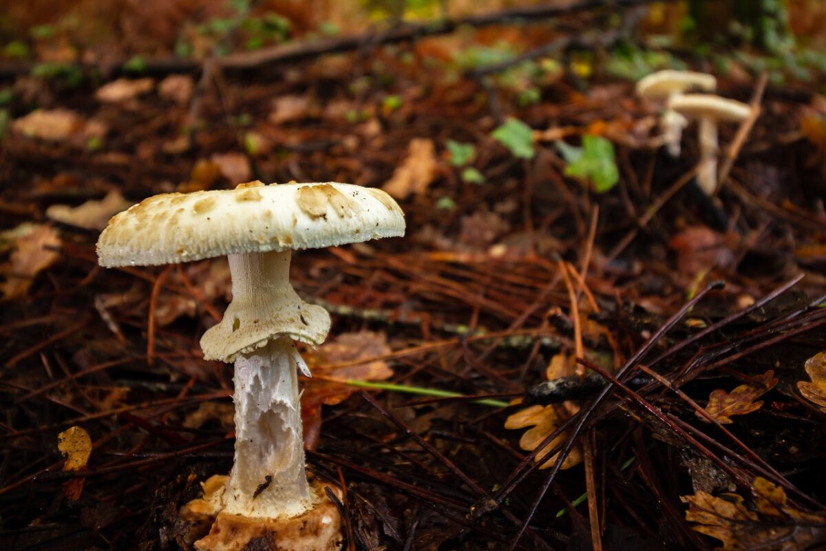 Amanita, Phalloides