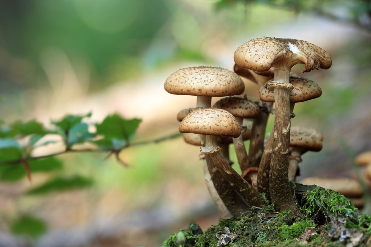 Mushrooms,