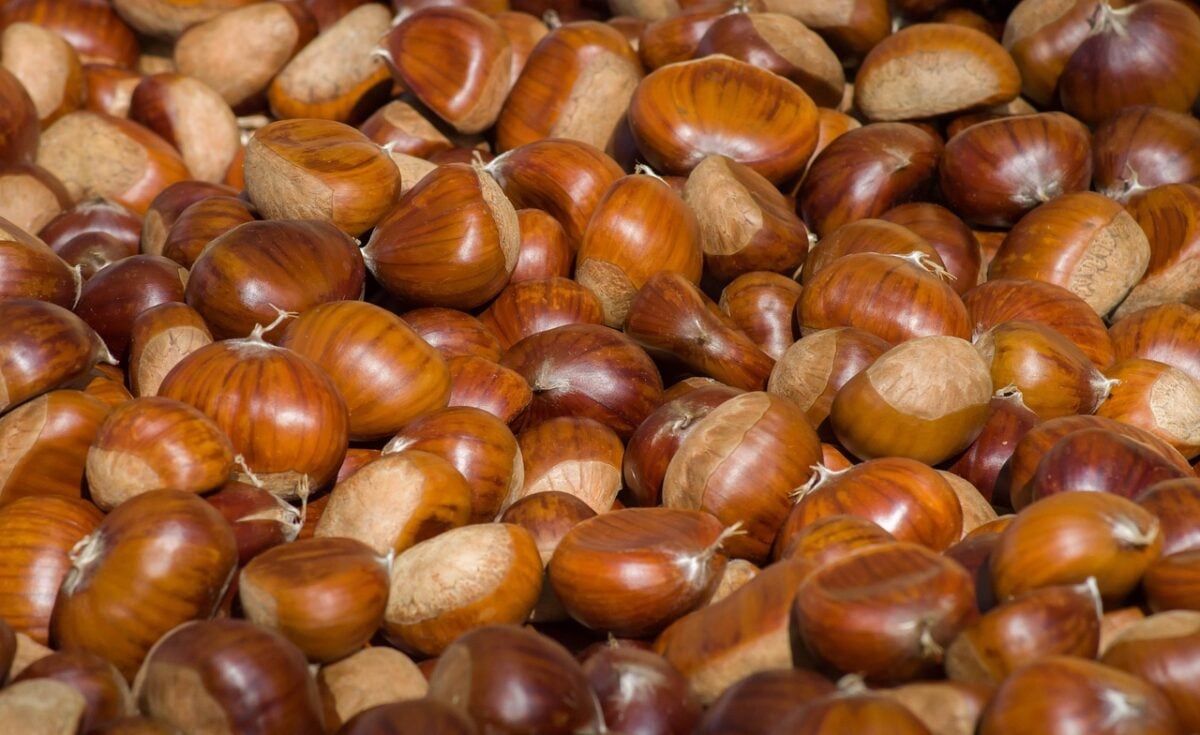 Castagne arrostite Castagne arrostite
