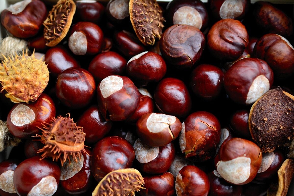 Castagne arrostite Castagne arrostite
